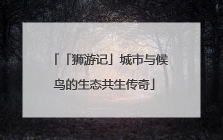 「狮游记」城市与候鸟的生态共生传奇