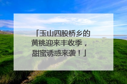 玉山四股桥乡的黄桃迎来丰收季，甜蜜诱惑来袭！