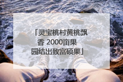 灵宝桃村黄桃飘香 2000亩果园结出致富硕果