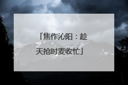 焦作沁阳：趁天抢时麦收忙