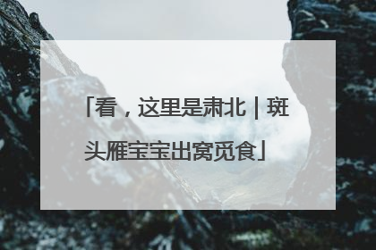 看，这里是肃北｜斑头雁宝宝出窝觅食