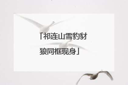 祁连山雪豹豺狼同框现身