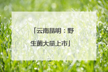 云南昆明：野生菌大量上市