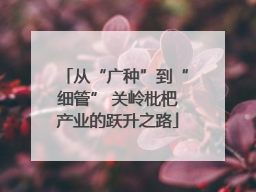 从“广种”到“细管” 关岭枇杷产业的跃升之路