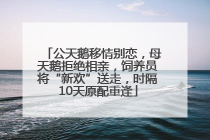公天鹅移情别恋，母天鹅拒绝相亲，饲养员将“新欢”送走，时隔10天原配重逢