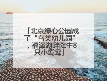 北京绿心公园成了“鸟类幼儿园”，福泽湖畔降生8只小鸳鸯