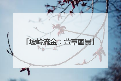 坡岭流金：萱草图景