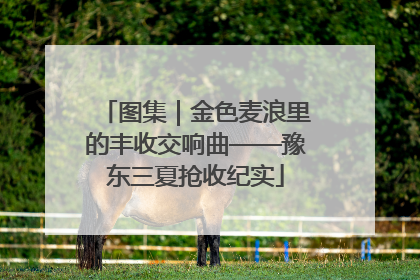 图集｜金色麦浪里的丰收交响曲——豫东三夏抢收纪实