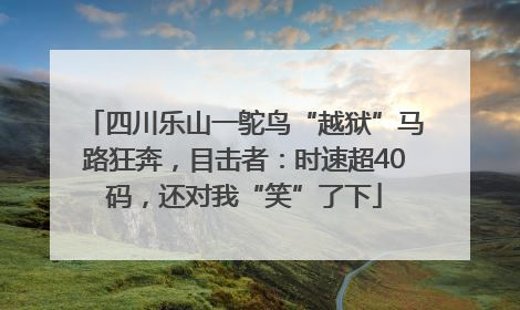 四川乐山一鸵鸟“越狱”马路狂奔，目击者：时速超40码，还对我“笑”了下