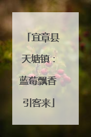 宜章县天塘镇：蓝莓飘香引客来