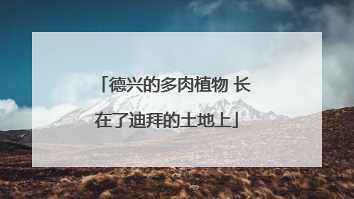 德兴的多肉植物 长在了迪拜的土地上