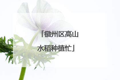 徽州区高山水稻种植忙