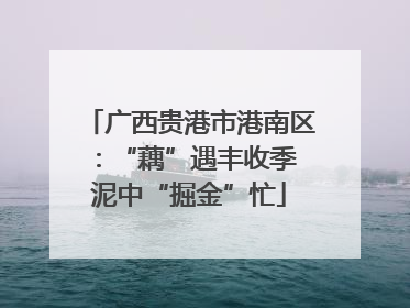 广西贵港市港南区：“藕”遇丰收季 泥中“掘金”忙