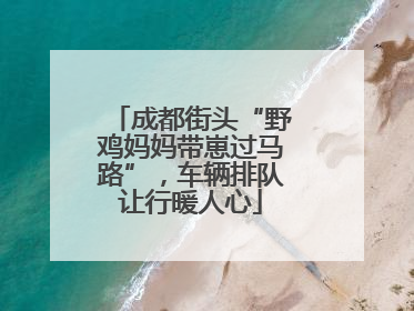 成都街头“野鸡妈妈带崽过马路”，车辆排队让行暖人心