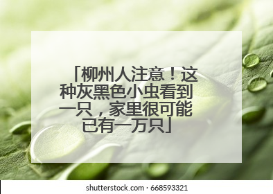 柳州人注意！这种灰黑色小虫看到一只，家里很可能已有一万只