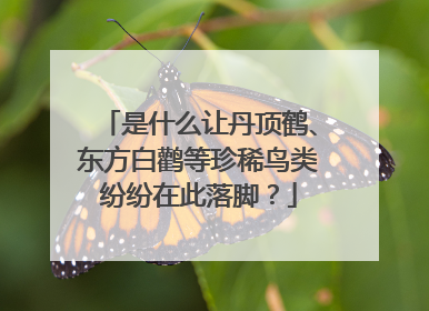 是什么让丹顶鹤、东方白鹳等珍稀鸟类纷纷在此落脚？