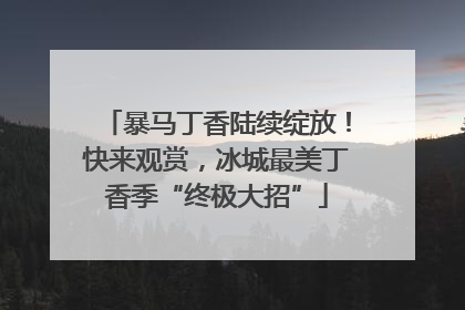 暴马丁香陆续绽放！快来观赏，冰城最美丁香季“终极大招”