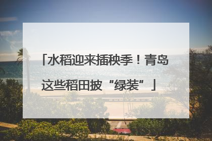 水稻迎来插秧季！青岛这些稻田披“绿装”