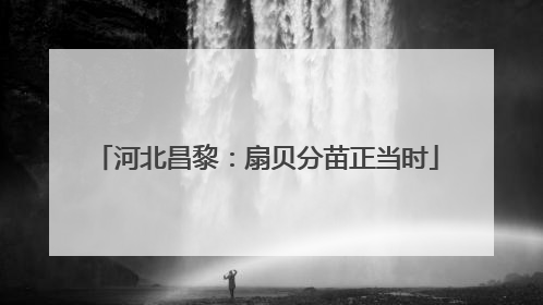 河北昌黎：扇贝分苗正当时