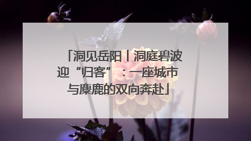 洞见岳阳丨洞庭碧波迎“归客”：一座城市与麋鹿的双向奔赴
