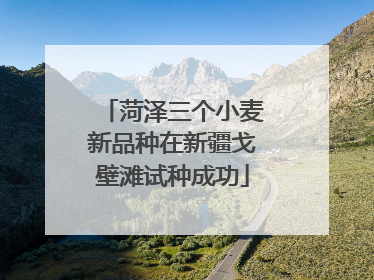 菏泽三个小麦新品种在新疆戈壁滩试种成功