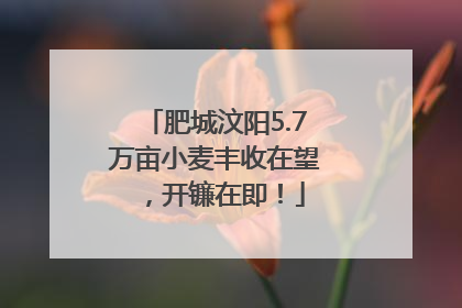 肥城汶阳5.7万亩小麦丰收在望，开镰在即！
