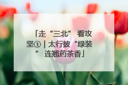 走“三北” 看攻坚①｜太行披“绿装” 连翘药茶香