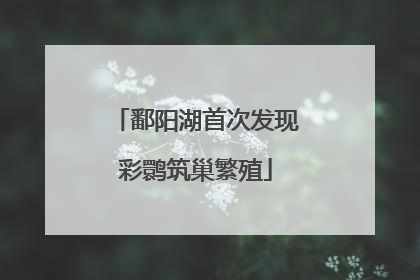 鄱阳湖首次发现彩鹮筑巢繁殖