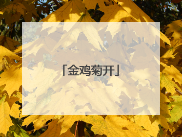 金鸡菊开